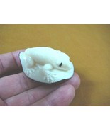 TNE-LIZ-SA-430A) white Salamander lizard TAGUA NUT Figurine carving Palm... - £20.35 GBP