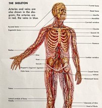 Skeleton Diagram Anatomy Chart 1940s Medical Lithograph Print Art DWT7 - $19.99