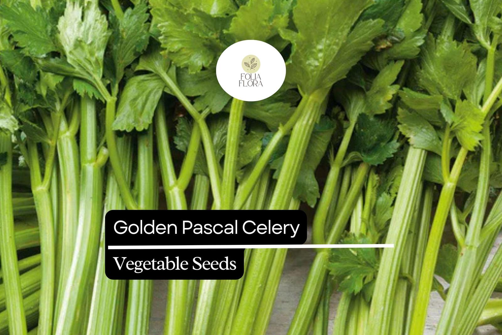 500 Seeds Golden Pascal Celery, Crisp &amp; Sweet Stalks, Heirloom Variety - $5.14