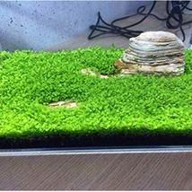 Aquarium Water Easy Fish Tank Lawn Decor - (Color: Clover) Seed Growing Grass... - £11.02 GBP