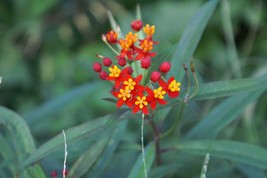 200 Seeds Asclepias Curassavica Blood Flower - £14.34 GBP