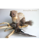European Pine Marten In Prey Hunting Martes Martes Taxidermy Real Stuffe... - $668.80 CAD