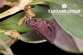 ZOOTROPHION GRIFFIN SMALL ORCHID POTTED - $24.65