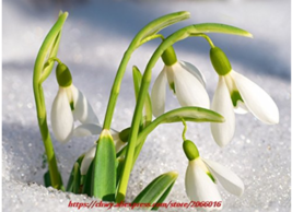 Hot New 200PCS Common Snowdrop Flower Seeds Fresh Seeds - $6.59