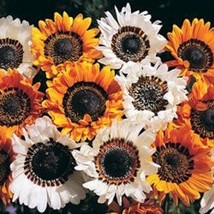 50 Of Venidium Monarch Of Veldt Cape Daisy Orange &amp; White Flower Seed Mix Annua - £7.98 GBP