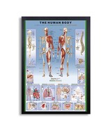 Framed Biology Posters 26&quot;x38&quot; (The Human Body w/thin border) - $98.01