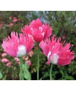 SR True Afghan Izmir Special Galania  Poppy Seeds 50+ Count!!! - $3.59