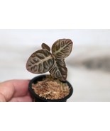 LABISIA OBTUSIFOLIA “RED” COMPANION PLANT POTTED - $37.00