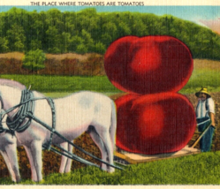 Bunceton Missouri Vintage Postcard Huge Tomatoes Tomato Farm Horses Linen 1941 - £11.52 GBP