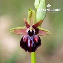 OPHRYS PASSIONIS &quot;PASSION OF CHRIST SPIDER ORCHID&quot; EUROPEAN TERRESTRIAL ... - $27.00
