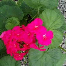 Geranium Maverick Pink Geranium Seeds 15 Geranium Seeds Gardening USA SHIPPING - £10.23 GBP