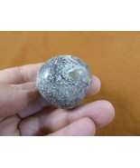 DF485-25 Fossil REAL DINOSAUR Bone pebble Atlasaurus Jurassic Dino dinos... - $11.99