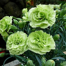 200Pcs Carnation Cfpc Jade Green Dianthus Caryophyllus Flower Seeds Fresh Seeds - $6.46