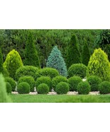 Little Giant Dwarf Arborvitae 1 qt. pot  - $17.90