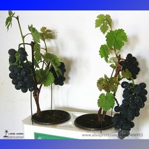 USA SELLER Super Black Grape Hei Fei Organic Seeds Pack 15 Seeds Sweet Tasty Ind - $9.46