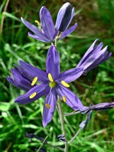 30 Seeds BLUE CAMAS Camass Lily Wild Indian Hyacinth Camassia Quamash Flower - £13.69 GBP