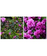 Amelia Rose, Azalea Rhododendron Deciduous, Small Rooted Starter Plant - $37.99