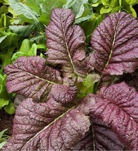 Mustard Japanese Giant Red, 200 Seeds R - £11.25 GBP