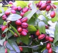 Red Chinese Date Tree Edible 20 Seeds - £8.59 GBP