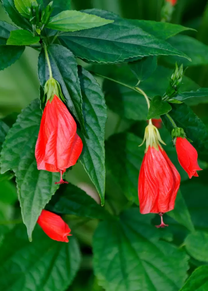 RED TURK&#39;S CAP~SLEEPING HIBISCUS~MALVAVISCUS STARTER LIVE PLANT 5 TO 7&quot; ... - £24.75 GBP