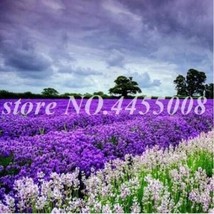 AQL 200 Of French Provence Lavender Seeds - Mixed Pink and Purple Colors - £8.41 GBP