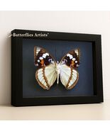 Mimathyma Schrenckii Seafoam Blue Real Butterfly Framed Entomology Shadowbox - $58.00