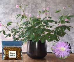 Sensitive Plant Seeds ~Mimosa pudica~ Leaves that move &amp; respond to touch! Shy - £3.75 GBP+