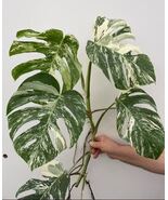 Monstera Albo Variegated Rare Starter Rooted Nodes Cuttings Houseplant P... - $18.99+