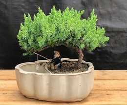 Juniper Bonsai Tree Land/Water Pot with Scalloped Edges - Medium (Juniper Procum - $54.95