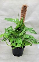 3&quot; Pot Monstera adansonii,Philodendron Swiss Cheese, Philodendron - $23.98