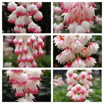 Begonia Weeping Silk Four-Season Flowering Plant seeds - $6.00