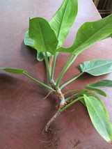 &quot;&quot;PHILODENDRON QUIN.&quot;&quot; - LARGE DIVISION - $14.89