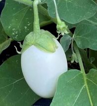 White Egg Eggplant Seeds, NON-GMO, Garden Egg, Heirloom, FREE SHIPPING - €1,36 EUR+