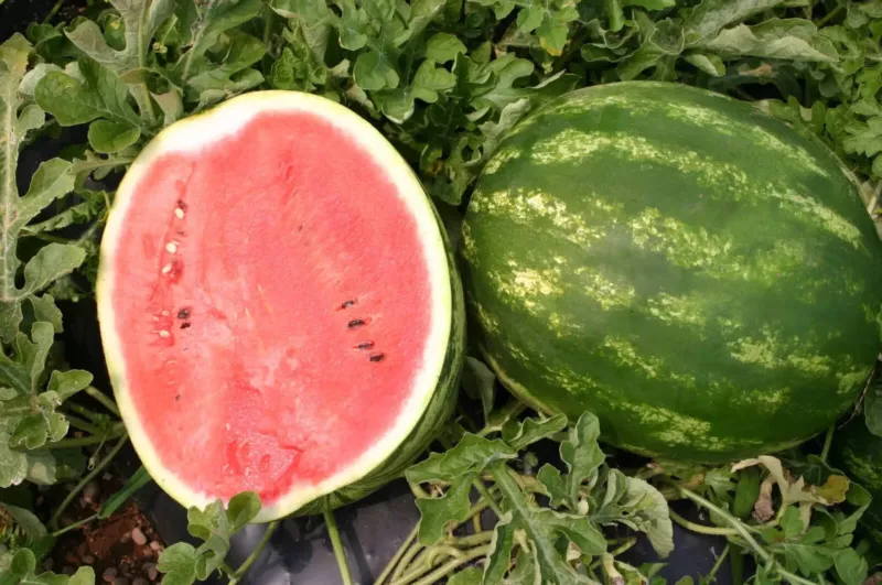 50 Top Gun Watermelon Seeds for Garden Planting - $5.48