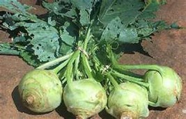 Berynita Store Kohlrabi White Vienna 200 Seeds  - $9.28