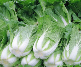 200 Chinese Cabbage Seeds Michihili Bok Choy Heading Cabbage US Seller - £3.40 GBP