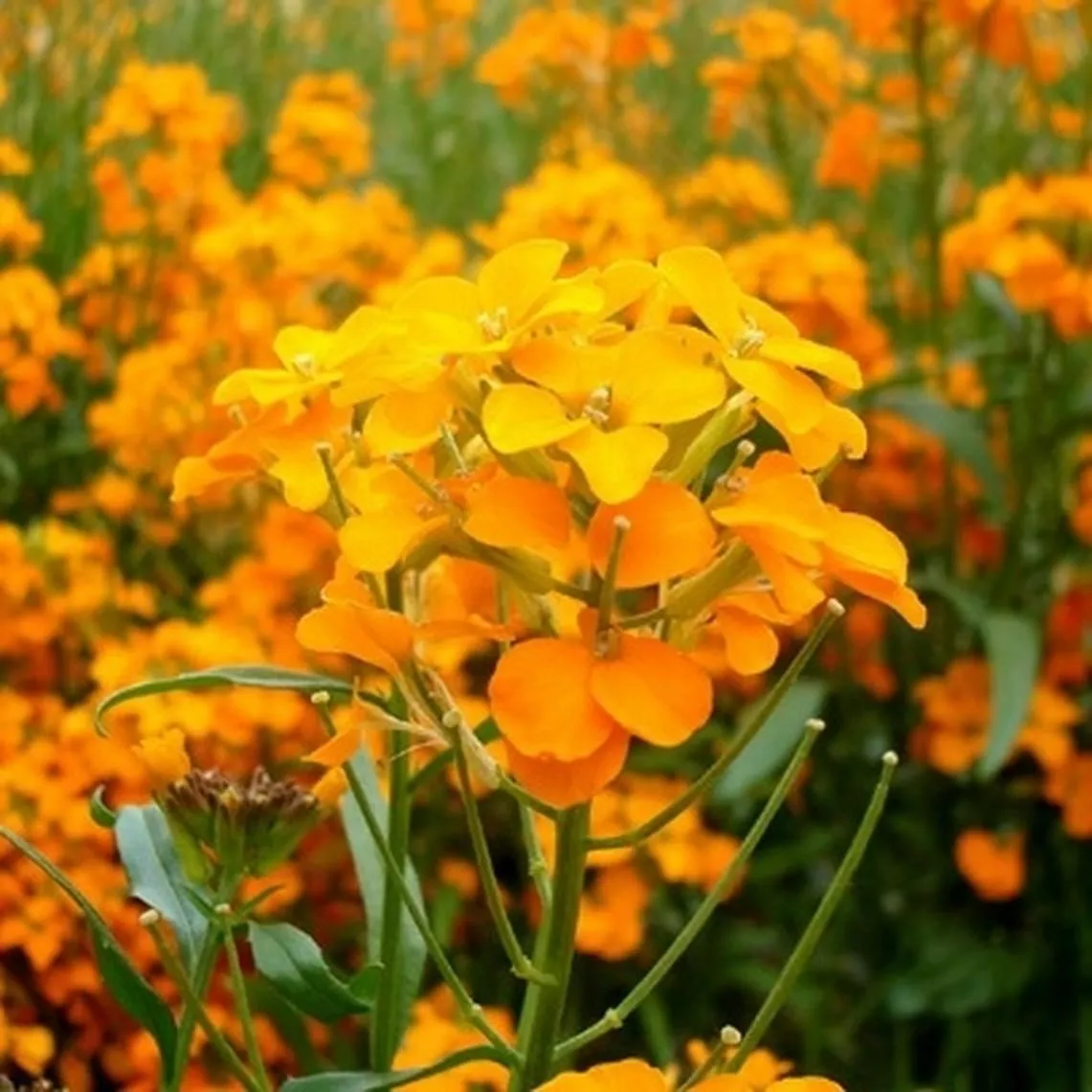 WTR 500 Siberian Wallflower Seeds Orange Cut Flower Butterflies Planting... - $8.70