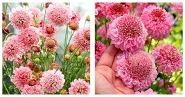 150 Scabiosa Atropurpurea &#39;salmon Pink&#39; Seeds - Garden - Internationalship - £19.17 GBP