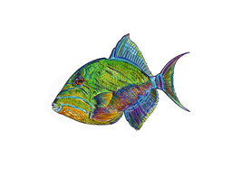 Queen Triggerfish Printed Vinyl Decal Sticker for Car/Truck Laptop or Phone - $6.95+