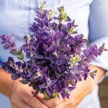100 Seeds of Salvia Oxford Blue Flower Seeds USA Grown - £14.43 GBP