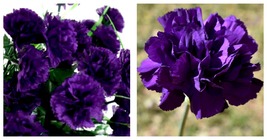 Dark Purple Carnation Seeds Dianthus Flowers 200 Seeds - £30.10 GBP