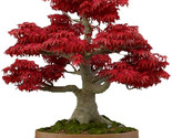 Japanese Red Maple Bonsai Tree 20 Seeds - Palmatum - $11.99