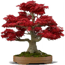 Japanese Red Maple Bonsai Tree 20 Seeds - Palmatum - £9.54 GBP