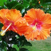 Orange Hibiscus Seeds Perennial Hardy Flower 20 Seed Garden - $5.98