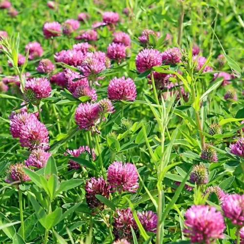 1100 Sprouting Red Clover Cover Crop Seeds Non Gmo Heirloom Seeds Fresh ... - £7.39 GBP