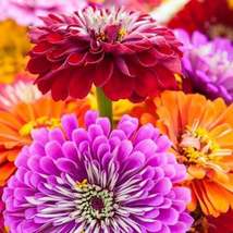 100 Seeds Giant Gold Medal Mixed Color Zinnia Flower Seeds - £11.79 GBP