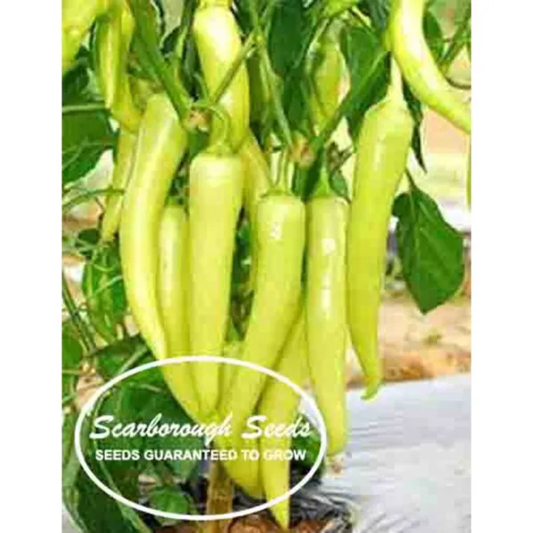 Scarborough Seeds Sweet Banana Pepper 100 Seeds Non Gmo Seeds Fresh Garden - £7.15 GBP