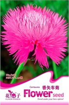Heirloom Pink Sweet Sultan Cornflower Seeds, Original Pack, 40 Seeds / Pack, Cen - £2.78 GBP