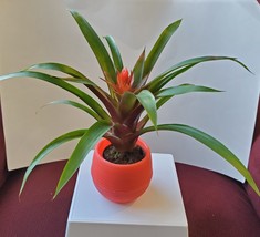 Bromeliad Guzmania in Self-Watering Planter, Live Plant, Red Yellow, 3&quot; Pot - $19.99