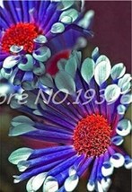 100PCS African Blue Eyed Daisy Flower Osteospermum Seeds PurpleRose RedW... - $87.61 MXN